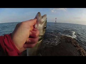 LIVEBAITING FOR BASS - UK BASS FISHING - UK SEA FISHING