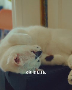 Wil jij net als Laura een dier zoals Elsa een veilig mandje geven? Verhuisdieren matcht tweedekans huisdieren met nieuwe baasjes Maak gratis een zoekprofiel aan en vind een huisdier dat bij je past! | Verhuisdieren | Facebook