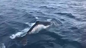 1.2K views · 101 reactions | WHALES spotted out at Frankland Islands today!!!!!! These curious Humpback Whales loved getting a good look at us, they came up so close... Right up to the boat! SUPER EXCITING!!!! #FranklandsIslands Explore Tropical North Queensland Visit Queensland, Australia Australia.com Great Barrier Reef Marine Park | Frankland Islands | Facebook