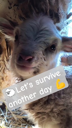 Smol lamb just wants snuggles not struggles #dairysheep #milksheep #raisingsheep