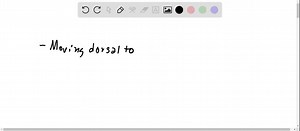 SOLVED:How do grid cells at ventral levels of the entorhinal cortex differ from those at dorsal levels?