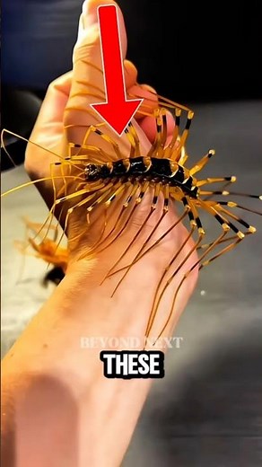 5 Insects That Look Like Aliens! #shorts #top5 #facts