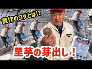 【農作業】里芋の芽出しをします。-We grow taro seedlings-