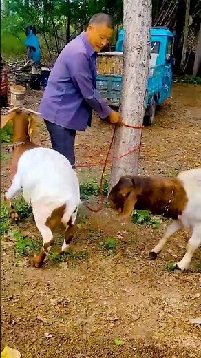 Why Goats Are So Curious 🐐🔍