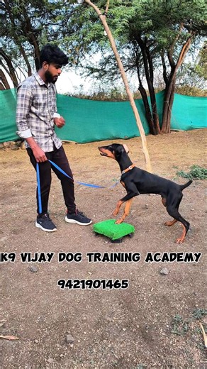 Doberman Puppy Teja Speak 🙊 Training