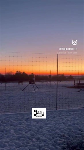 Shenanigans in the Buck pen. #shorts #shortsvideo #fallowdeer