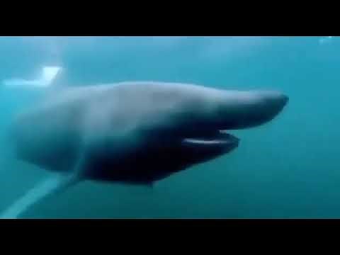 Shark Pog basking shark meme
