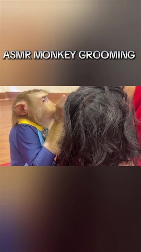Vídeo de Monkeys Asmr (@monkeys.asmr5) relacionado a asmr