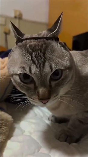 The Cat’s Hidden Skill… You Didn’t Expect This #StrangeCat #OddBehavior