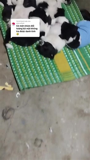 Trả lời @anan_pham ăn ngủ đủ giấc nữa chứ 🤣#xhhhhhhhhhhhhhhhhhhhhhhh #cún #chó_cưng #chócỏ #nhacodanbosua