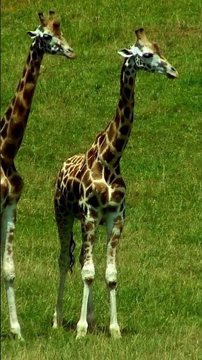 Giraffe in the Wild | Nature & Wildlife Video