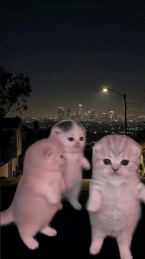 3 Dancing Kittens That Will Make Your Day Better 🐾 #cats#cat#kitten#kittens#catsoftiktok