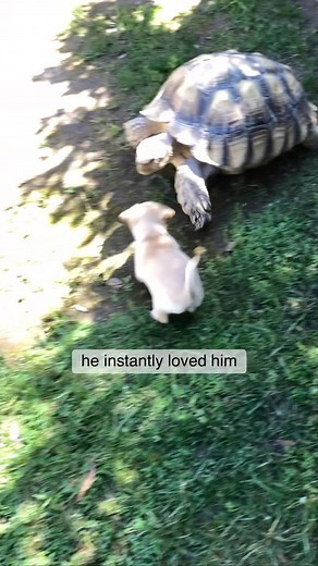 94K views · 10K reactions | They were meant to be together  Who knew...