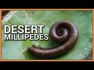 Desert Millipede Set Up & Research
