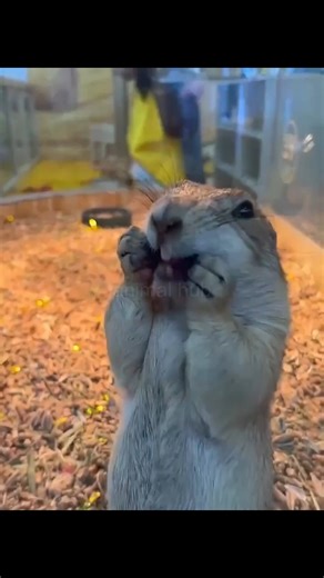 Animal Hub on Instagram: "The groundhog—an animal that can thrive and grow plump even on barren grasslands."