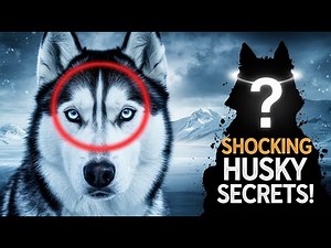 Top 10 Fascinating Facts About Huskies!