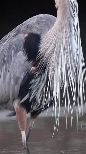 Herons eating crawdads and using garbage as bait #Birds | Review Birds News