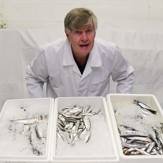 Anchovies Sardines and Sprats: A comparison