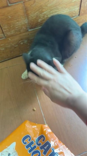 Marah marah ke sapi dan kucing #cat #trending #komedi #viral