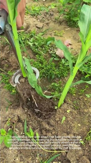 This transplant tool is super handy!👍🌱