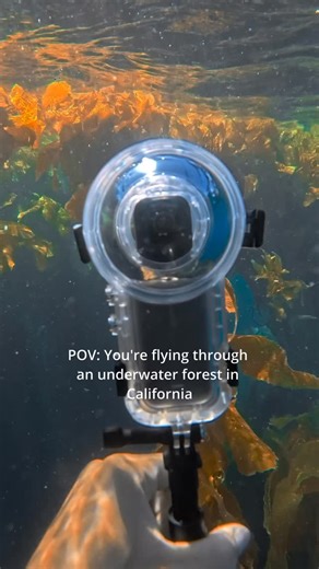 2.7K views · 41 reactions | How beautiful is this underwater forest 朗 This video was shot on @insta360 x5 action camera!  @philllipau | Deepbluecoast | Facebook