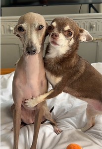 Reminder to do your cancer checks on yourself and your dogs! #cancer #opawration #italiangreyhound #chihuahua #dog