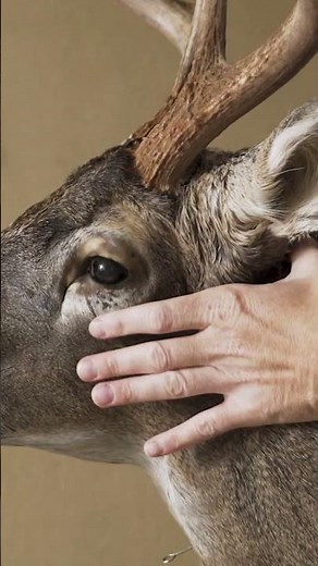 How To Mount A Whitetail Deer - Video Series - #taxidermy #whitetaildeer #diy #hunting #whitetail