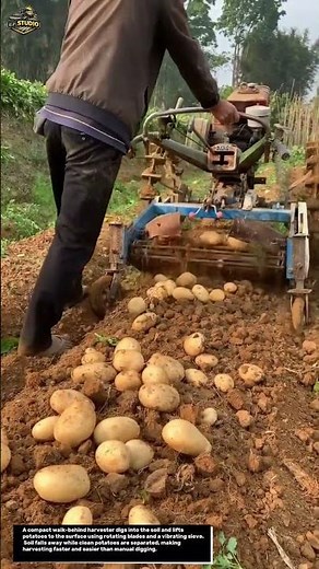 This Small Machine Harvests Potatoes Fast & Clean!