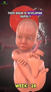 Amazing Facts: Week 28 👼 #Pregnancy #pregnancyjourney #PregnancyToParenting | Pregnancy to parenting