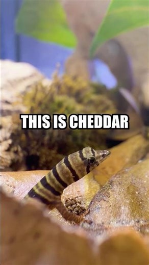 WHY DO THEY WIGGLE THEIR TAILS? #facts #nature #gecko #reptiles #animals #biology #learning