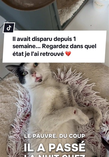 Pas facile à gérer quand on a 15 ans, mais je ferai tout pour qu'il s'en sorte. Merci pour la force, vous êtes les meilleurs #chat #accident #perdu #chaterrant #fyp