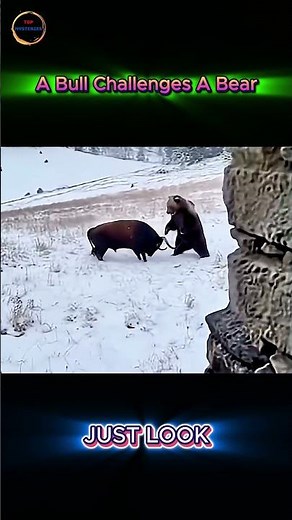 Bull vs Bear—Can Strength Alone Win This Battle?