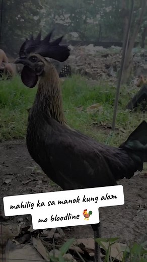 Backyard Sabong: Isang Hamon sa Game Farms?