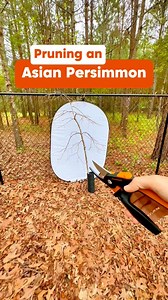 18K views · 189 reactions | What fruit tree should I prune next?...