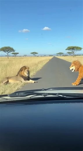 Its very Fun #funnyanimals #animals