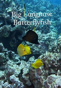 33 reactions | The Big Longnose Butterflyfish, known as...