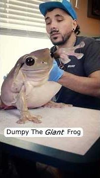 My GIANT Pet Frog Takes Over Our House