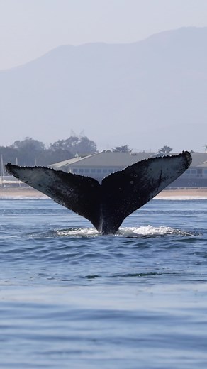 Oceanic Expeditions on TikTok