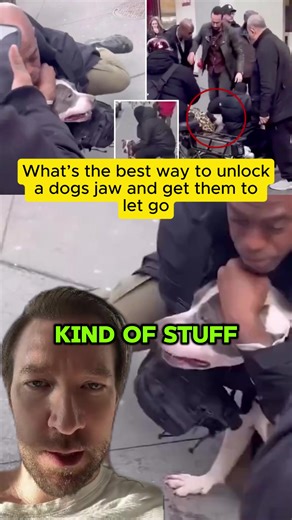 What's the best way to unlock a dogs jaw and get them to let go?#nуc #pitbull #dogattack #manhattan #news