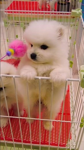 #thúcưng #chómèohàihước #chó Chó Phốc Sóc Mini Funny and Cute Pomeranian cute animals#25.9
