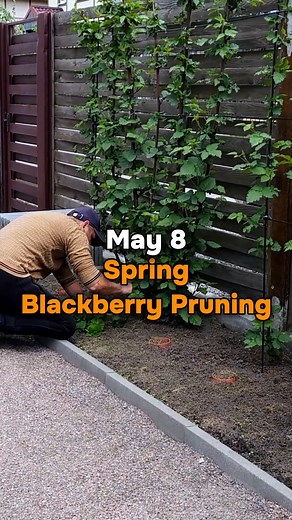 Spring blackberry pruning (Experiment). Last season I ran into a problem where the blackberry bushes had too many berries and they were small. Therefore, I had to cut off about 30% of the branches with berries so that the remaining ones would grow larger. Last season it worked and we got about 15 buckets of big blackberries, but after pruning it left a huge pile of branches. Therefore, this season, I decided to remove 30% of the fruit-bearing branches before they grow large. In my opinion, this 