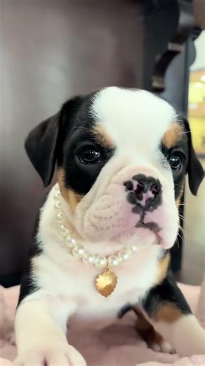 Our little baby Beabull