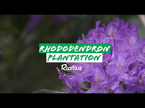 How to successfully plant a rhododendron