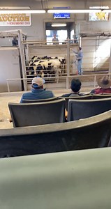 24K views · 203 reactions | Auction day #zabeehafarms #arhalalmeat #calves #calf #holstein #holsteincalf #holsteincalves #bull #cow #steer #heifer #foryou #foryoupage #auction | Jonathan Bell | Facebook