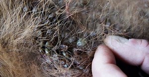 Controle parasitário: como resolver uma alta infestação de carrapatos?