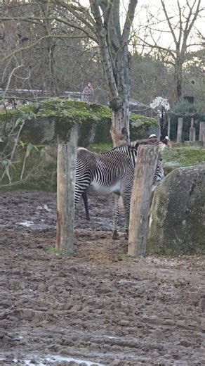 Zebra Mating Season: The Effects of High Testosterone