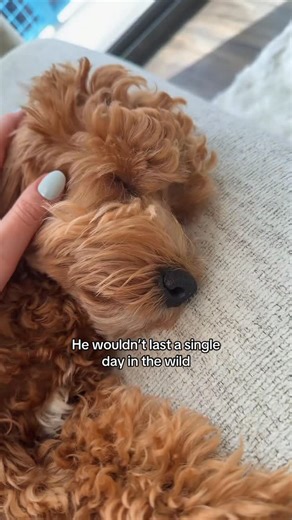 Theo the Cockapoo on Instagram: "16 pounds of fluff he’d be DOOMED #cockapoopuppy #cockapoocute #cutestdogever #funnydogsofinstagram #doodlesofinsta"