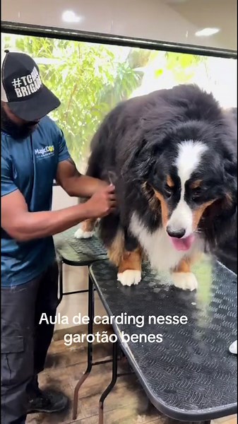 🐾 CARDING: mais conforto e menos pelos pela casa! O carding é uma técnica de grooming que remove cuidadosamente os pelos mortos do subpelo, preservando a estrutura natural da pelagem. Além de deixar o cão mais leve e confortável, a técnica pode ajudar a reduzir a queda excessiva de pelos no ambiente e favorecer uma melhor circulação de ar entre os pelos, proporcionando mais conforto nos dias quentes. ☀️🐶 ✨ Menos pelo solto ✨ Mais conforto para o cão ✨ Preservação da estrutura natural da pelage