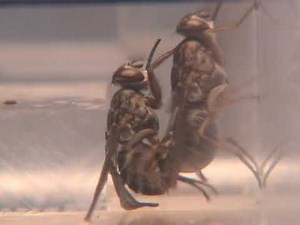 Tsetse flies mating behavior Glossina palpalis