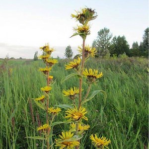 Inula racemosa - Alchetron, The Free Social Encyclopedia